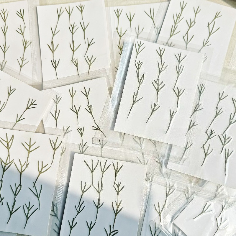 24pcs,Real Pressed Achillea Le - Dried Flower Bookmark ulasan dan harga
