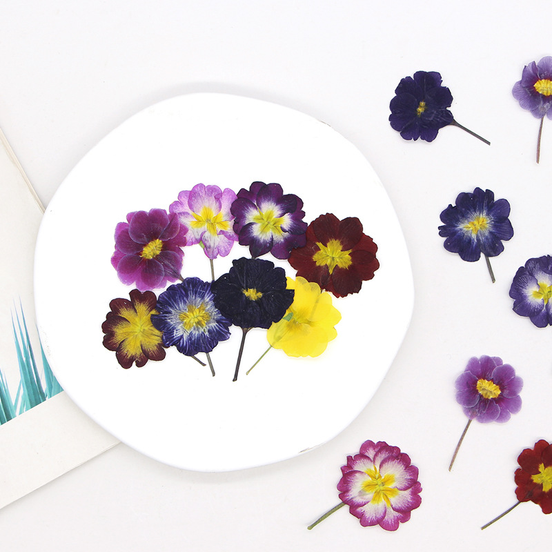 48Pcs European Primrose Teachi - Dried Flower Bookmark ulasan dan harga