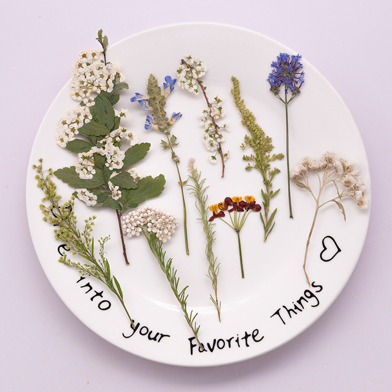 500Pcs Large Package of Fern P - Dried Flower Bookmark ulasan dan harga