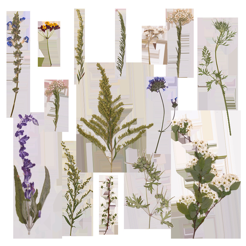500Pcs Large Package of Fern P - Dried Flower Bookmark ulasan dan harga