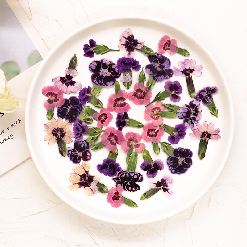24pcs,Pressed Dried Dianthus F - Dried Flower Bookmark ulasan dan harga