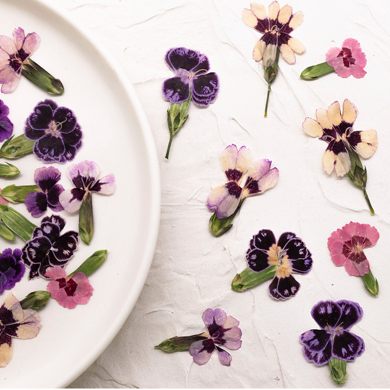 24pcs,Pressed Dried Dianthus F - Dried Flower Bookmark ulasan dan harga